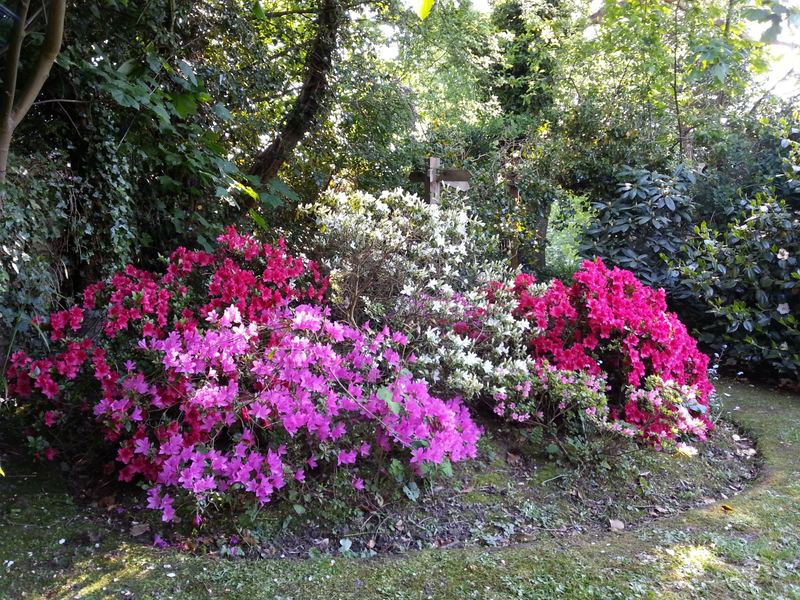 Azaleas
